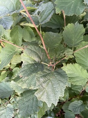 Corylus