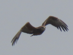 Terathopius ecaudatus