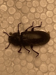 Tenebrio molitor