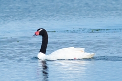 Cygnus melancoryphus