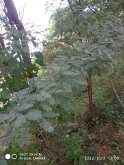 Prosopis juliflora
