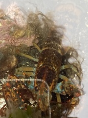 Homarus americanus