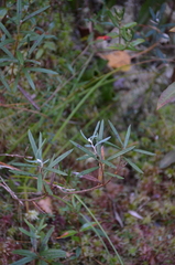 Andromeda polifolia glaucophylla