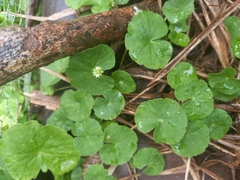 Hydrocotyle leucocephala