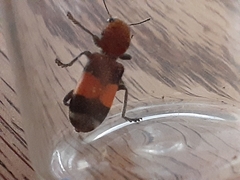 Enoclerus ichneumoneus