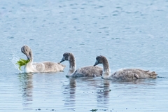 Cygnus melancoryphus