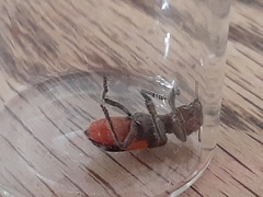 Enoclerus ichneumoneus