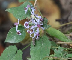 Symphyotrichum cordifolium