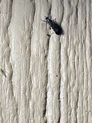 Therevidae