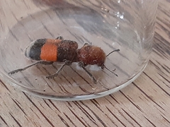 Enoclerus ichneumoneus