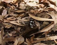 Phaedyma shepherdi