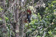 Prosthemadera novaeseelandiae novaeseelandiae