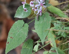 Symphyotrichum cordifolium