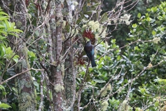 Prosthemadera novaeseelandiae novaeseelandiae