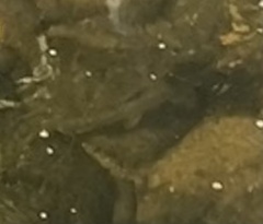 Salvelinus fontinalis