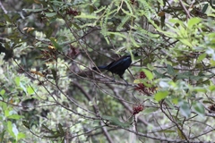Prosthemadera novaeseelandiae novaeseelandiae