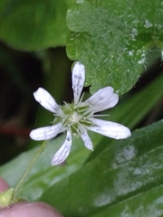 Stellaria cuspidata