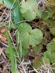 Rubus dalibarda