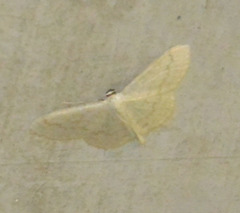 Scopula floslactata