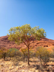 Corymbia