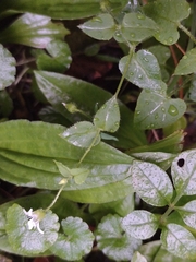 Stellaria cuspidata
