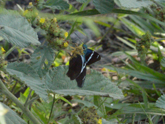 Astraptes fulgerator