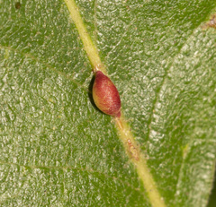 Pseudoneuroterus saliens