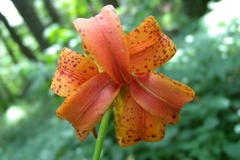 Lilium michauxii