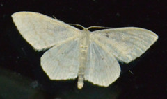 Scopula floslactata