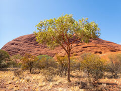 Corymbia