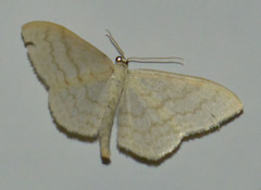 Scopula floslactata