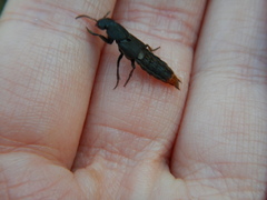 Platydracus mysticus
