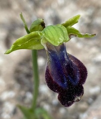 Ophrys fusca iricolor