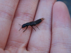 Platydracus mysticus