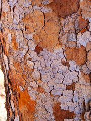 Corymbia