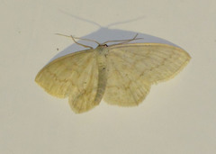 Scopula floslactata