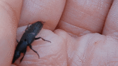 Platydracus mysticus
