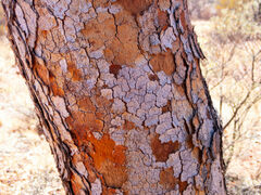 Corymbia