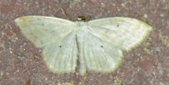 Scopula immutata