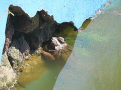 Rhinella diptycha