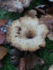 Cerioporus leptocephalus