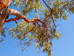 Corymbia