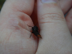 Platydracus mysticus