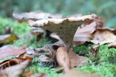 Cerioporus leptocephalus