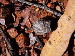 Corymbia