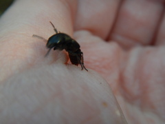 Platydracus mysticus