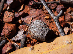 Corymbia