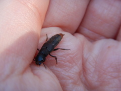 Platydracus mysticus