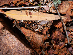 Corymbia