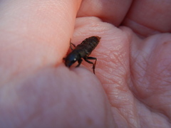 Platydracus mysticus